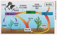 臭氧對(duì)水中微生物殺菌（一）